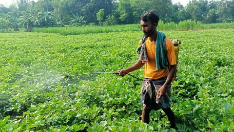 পোকা দমনে কীটনাশকেও মিলছে না সুফল, মাসকলাইয়ের ফলন নিয়ে শঙ্কা