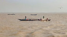 অসাধু জেলের জালে মা ইলিশ