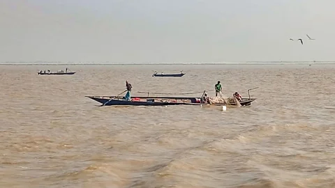 অসাধু জেলের জালে মা ইলিশ
