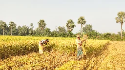 সিরাজগঞ্জের কাজীপুর: মাঠের পর মাঠজুড়ে আমন ধানের ঘ্রাণ