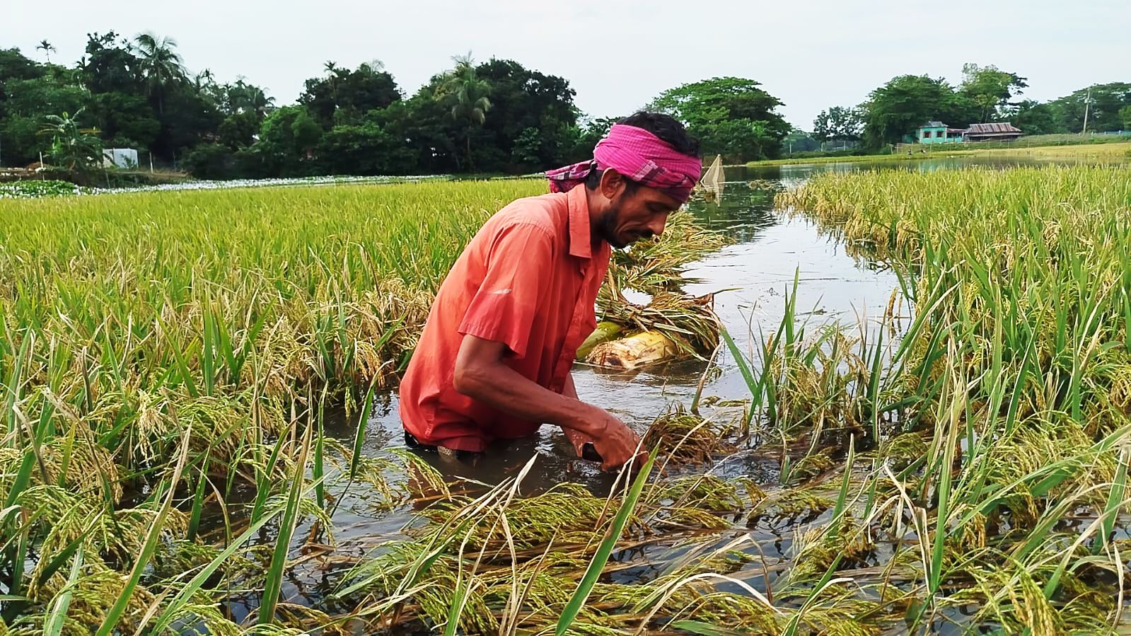 খাল দখল করে প্রভাবশালীর ফিশারি, তলিয়ে গেল ২০ একর জমির ধান