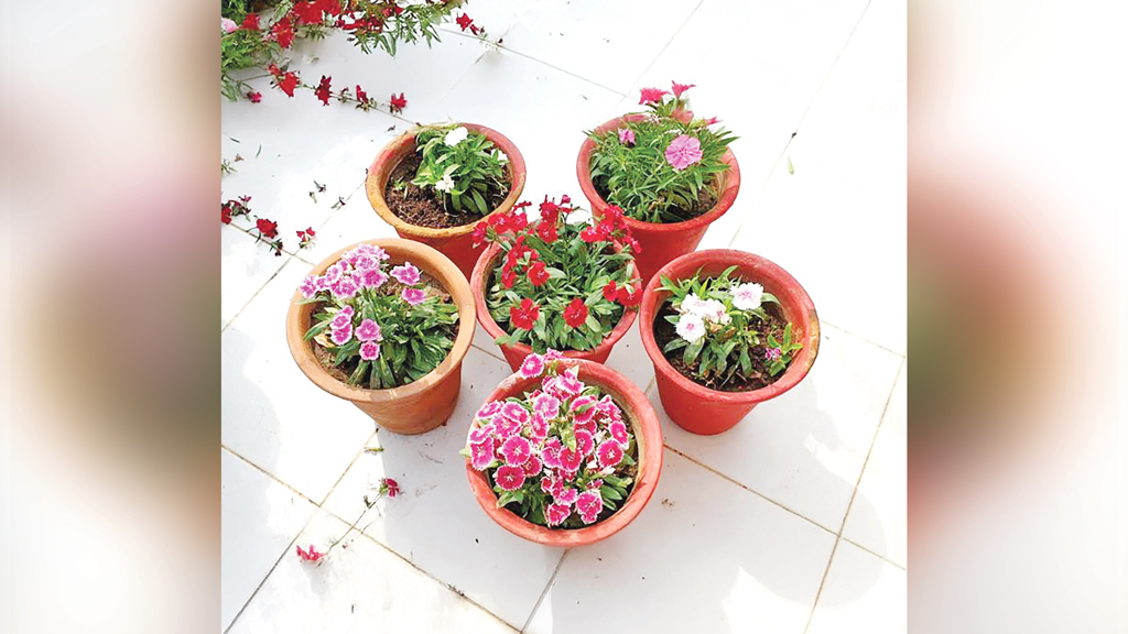 ফুলে ফুলে রঙিন হোক বারান্দা