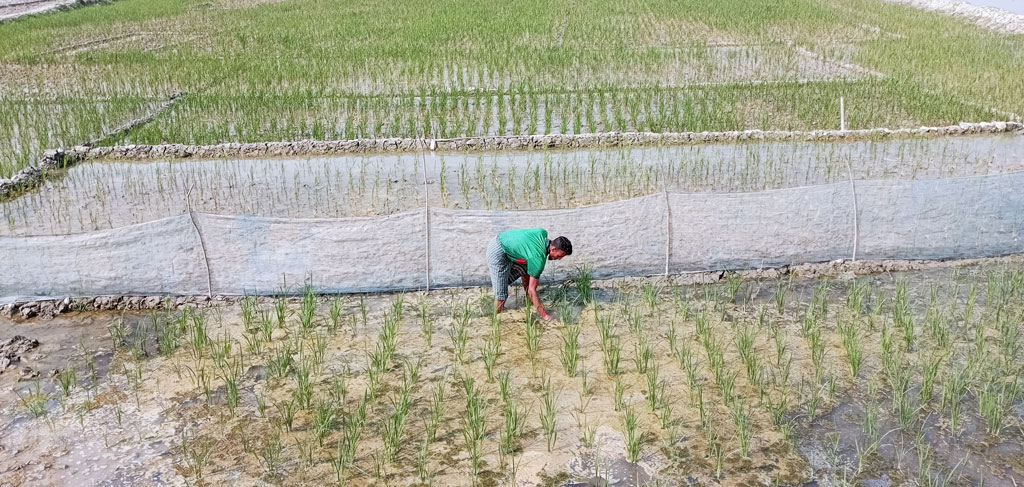 স্লুইসগেট দিয়ে লবণ পানি তোলায় বোরো ধান নষ্টের অভিযোগ