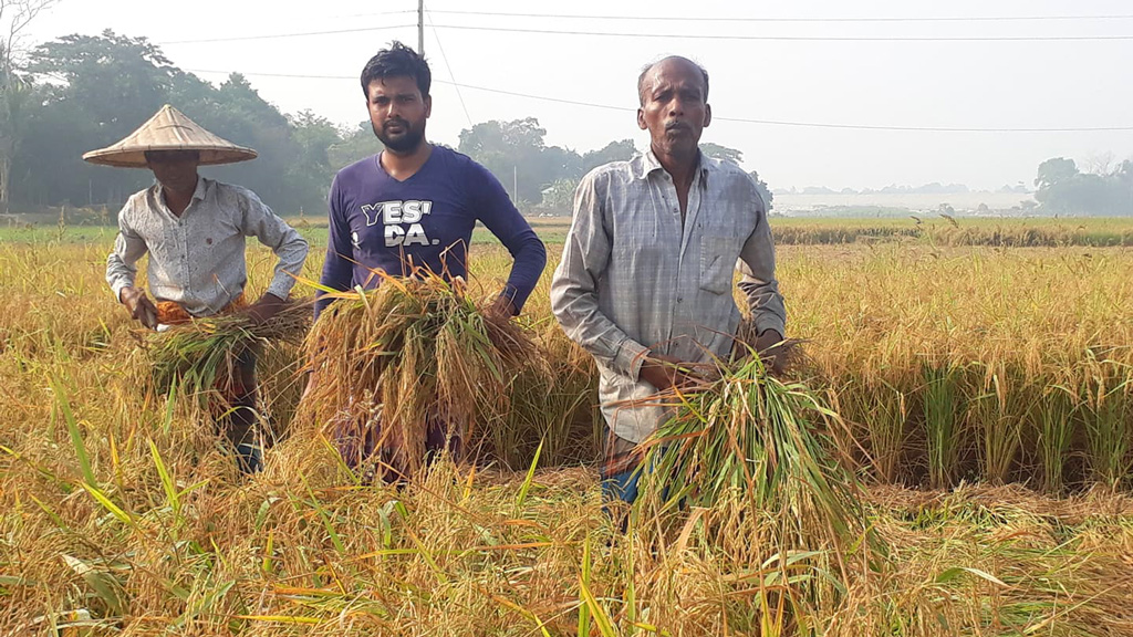 লোহাগড়ায় আমন কাটা শুরু