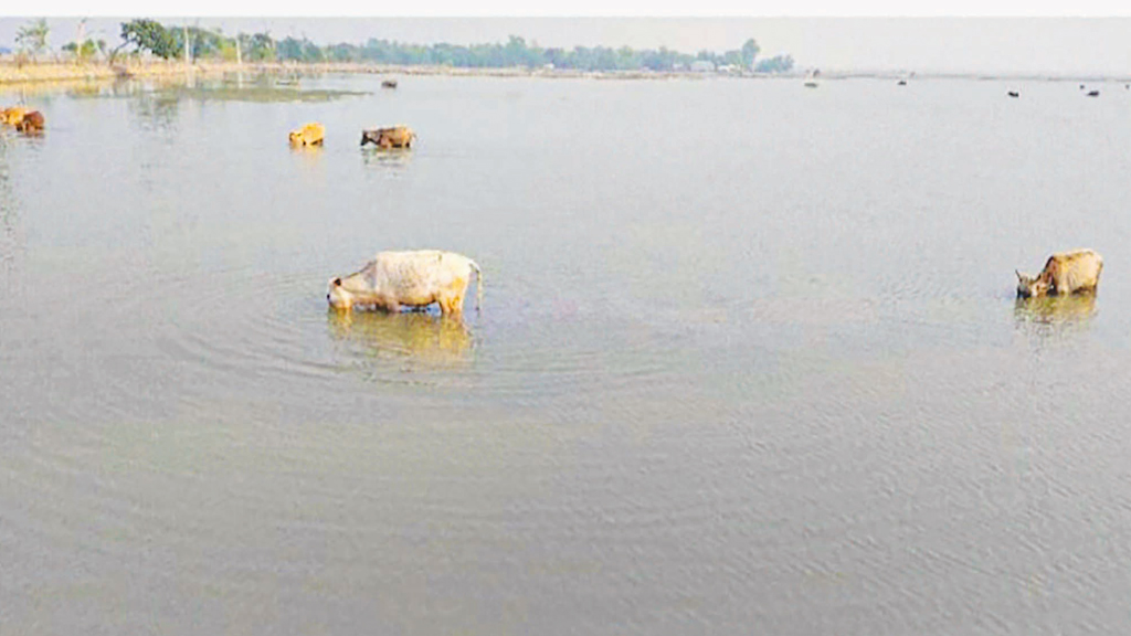 চিংড়ি ঘের ও জমির মালিকেরা মুখোমুখি