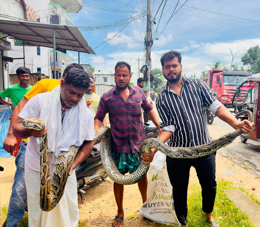 শ্রীমঙ্গলে লোকালয় থেকে ১৮ ফুট লম্বা অজগর উদ্ধার, বন বিভাগে হস্তান্তর