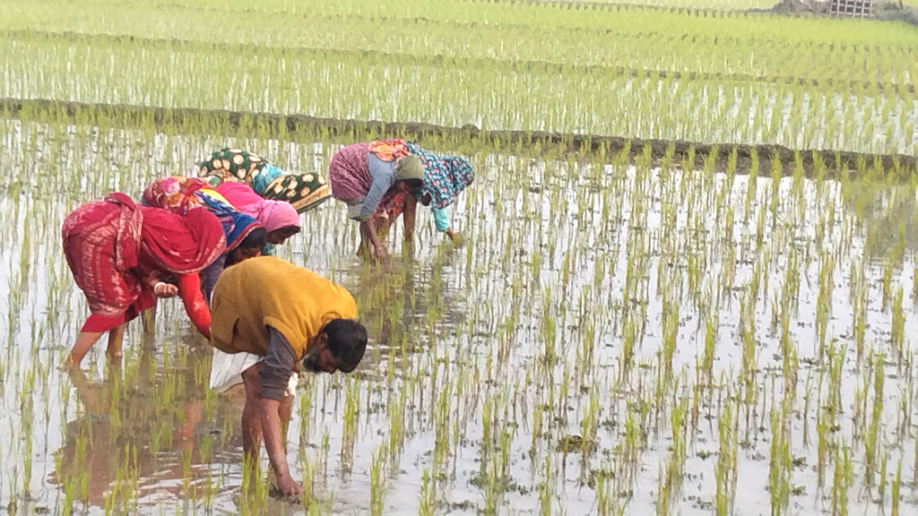 তীব্র শীত উপেক্ষা করে নারী শ্রমিকেরা জমিতে আগাছা পরিষ্কার করার কাজে ব্যস্ত। কৃষক শফিকুল ইসলামের জমিতে কাজ করছেন তাঁরা। আজ শুক্রবার সকালে পাটকেলঘাটার তৈলকুপির বিলে, সাতক্ষীরা, ১৯ জানুয়ারি ২০২৪। ছবি: মুজিবুর রহমান