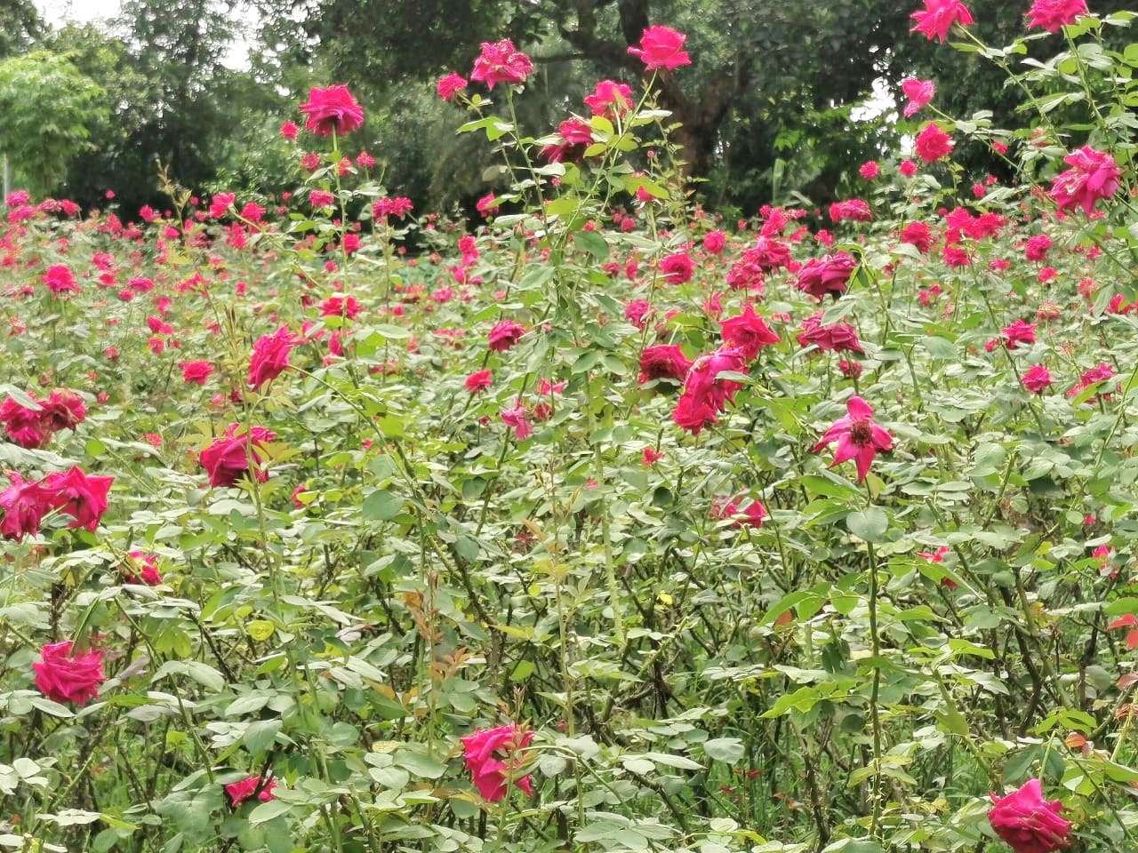 গোলাপের গ্রাম হিসেবে খ্যাত সাভারের বিরুলিয়া। গাছে গাছে ফুটেছে গোলাপ। এতো এতো দিবস গেল কিন্তু ব্যবসা হয়নি চাষিদের। ছবি: ওমর ফারুক
