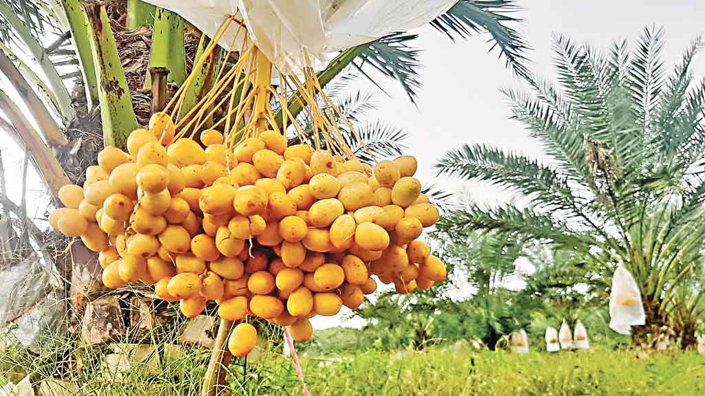 পাহাড়ের মাটিতে এখন মরুভূমির ফলের স্বাদ