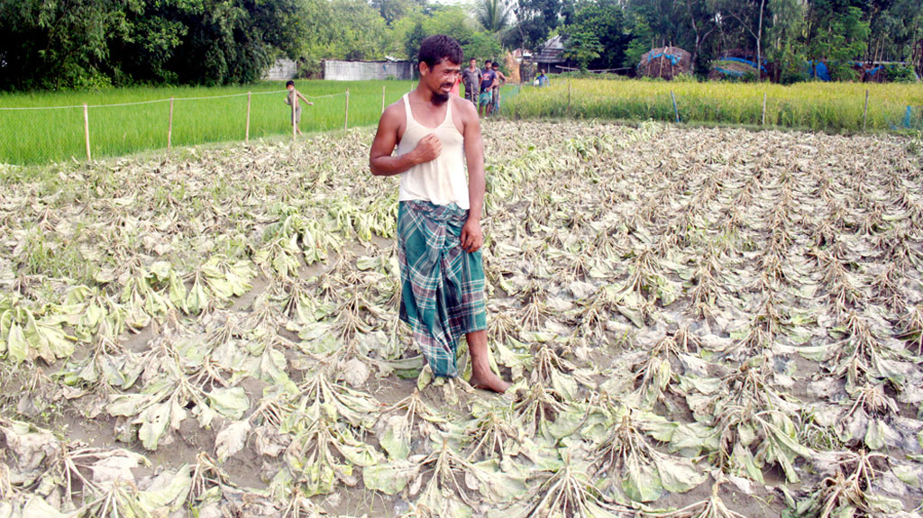 ‘কেংকা করি এখন সংসার চালাম আর জমির টাকা শোধ করিম’