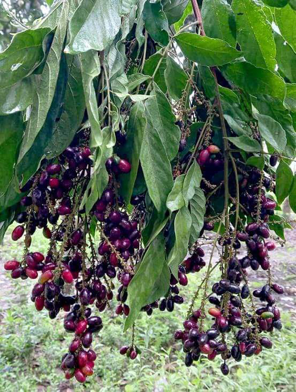 গাছে থোকায় থোকায় ঝুলছে কাচা-পাকা আমঝুম ফল। কাচা অবস্থায় ফলটি সবুজ হলেও পাকলে লাল ও কালচে লাল বর্ণ হয়। সুমিষ্ট এ ফলটি দেখতে যেমন সুন্দর খেতেও তেমনি সুস্বাদু। দেশীয় এ ফলটি এখন সচরাচর দেখা যায়। গ্রামের আনাচে-কানাচে থাকলেও সংখ্যায় তা নেহাতই কম। পাটকেলঘাটার যুগিপুকুরিয়া এলাকা, তালা উপজেলা, সাতক্ষীরা, ১৮ মে,২০২৪। ছবি: মুজিবুর রহমান।