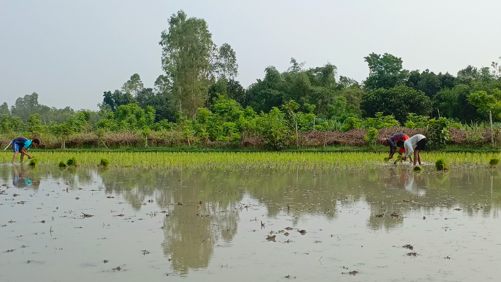 সকাল সকাল আউশের জমি তৈরি ও সারবেধে ভাবে ধানের চারা রোপণে ব্যস্ত কৃষকেরা। রায়পুরার পূর্ব হরিপুর গ্রামের মাঠ থেকে তোলা, নরসিংদী, ৮ জুন ২০২৪। ছবি: হারুনূর রশিদ
