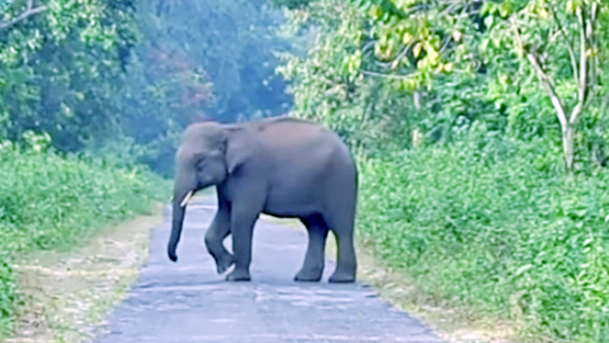 লামায় বন্য হাতির আক্রমণে বৃদ্ধার মৃত্যু, আহত ২ 