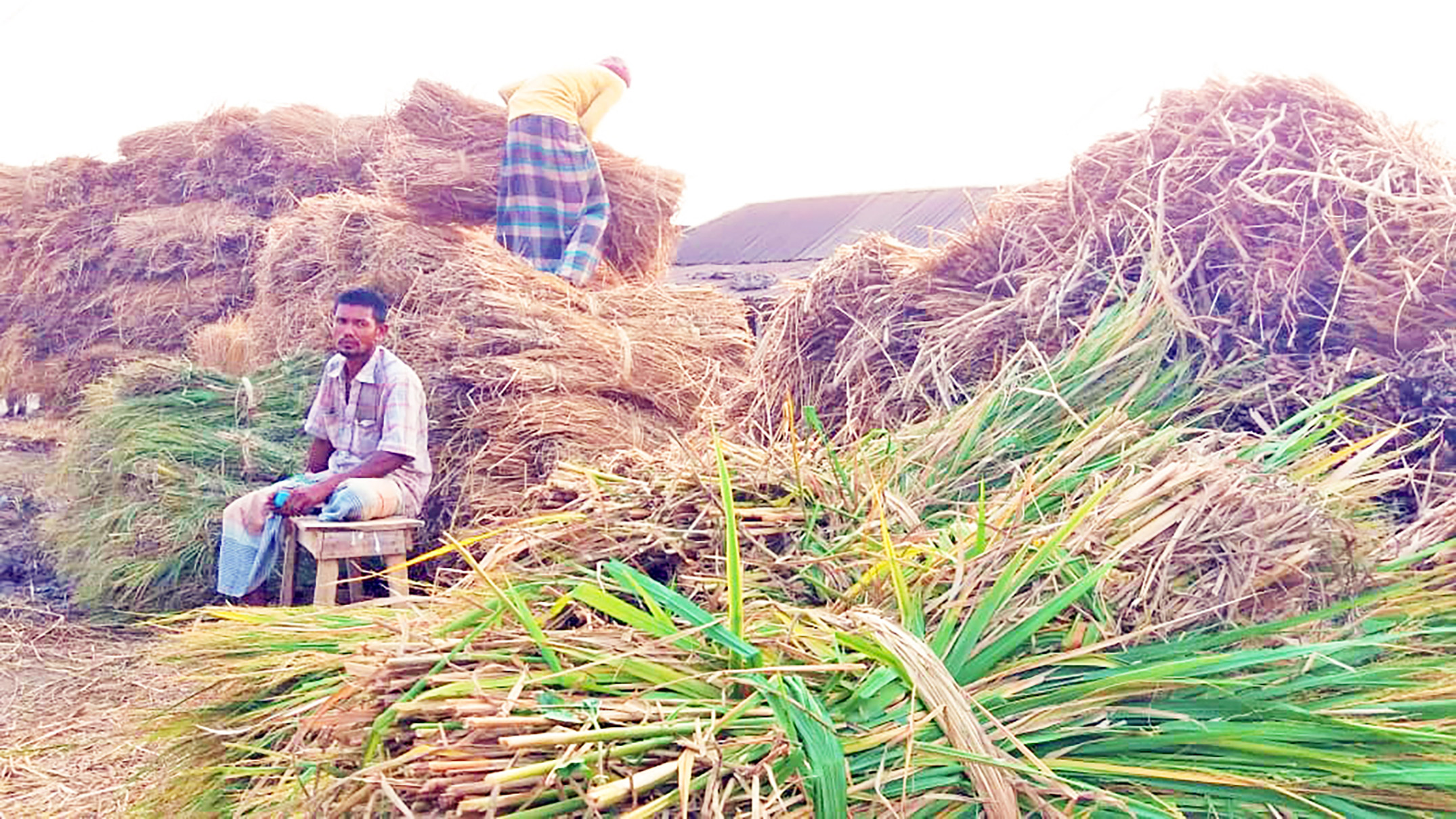 খড় বেচে আমন চাষের খরচ