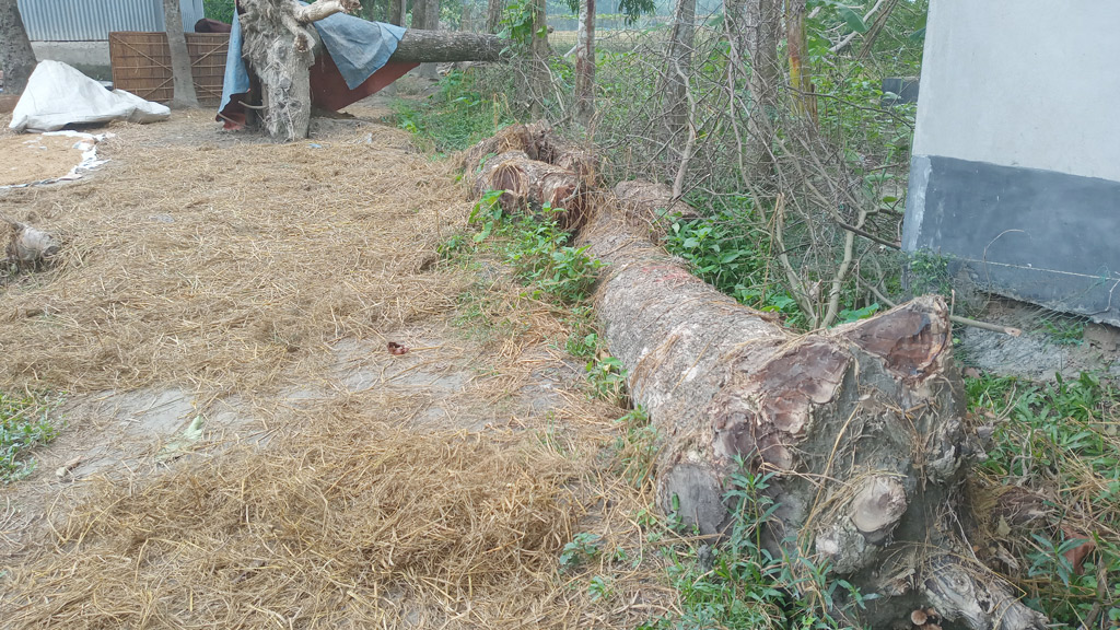 নান্দাইলে সরকারি গাছ কাটার অভিযোগ