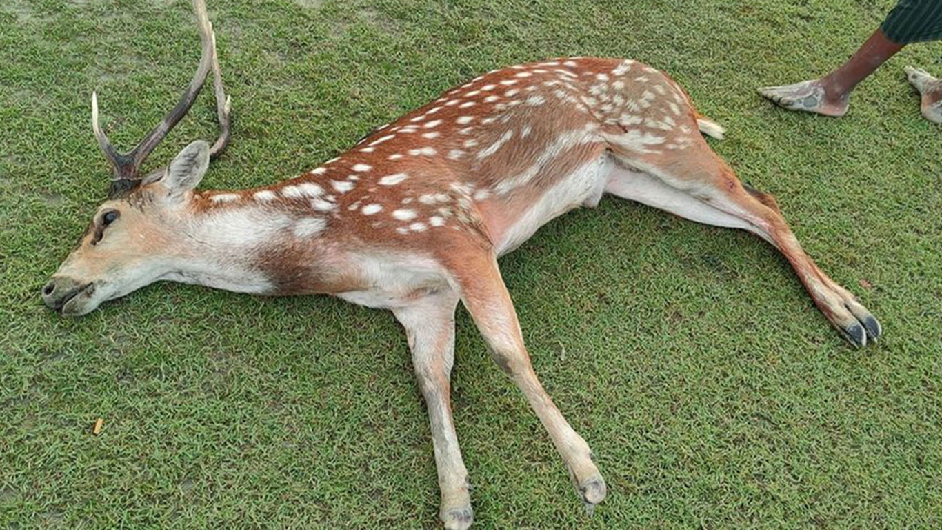 একদল কুকুর কামড়েই মেরে ফেলল লোকালয়ে আসা চিত্রা হরিণ
