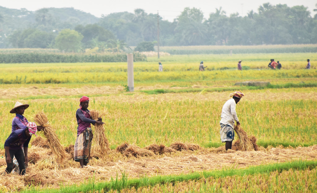 বরেন্দ্র অঞ্চলে ধান কাটা ও মাড়াইয়ের কাজ চলছে। ব্যস্ত সময় পার করছেন কৃষকেরা। গোদাগাড়ী, রাজশাহী, ২৭ মে ২০২৩। ছবি: মিলন শেখ