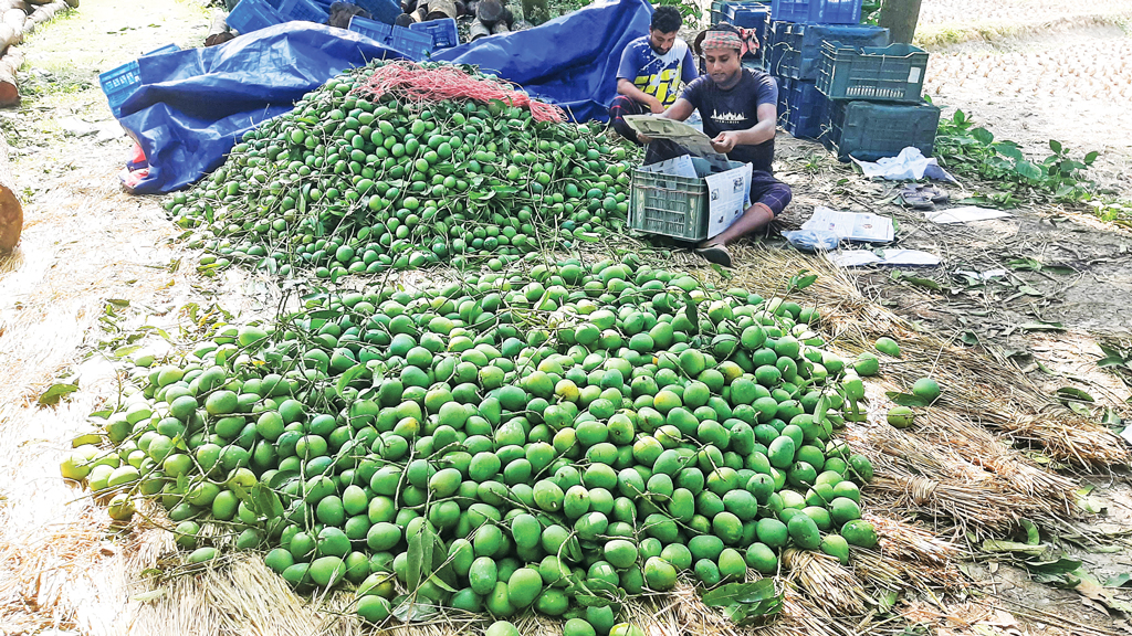 সাতক্ষীরার হিমসাগর আম যাচ্ছে ইউরোপের বাজারে