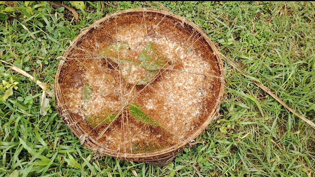 টাঙ্গাইলে পিঁপড়ার ডিমের কেজি ১৫০০ টাকা