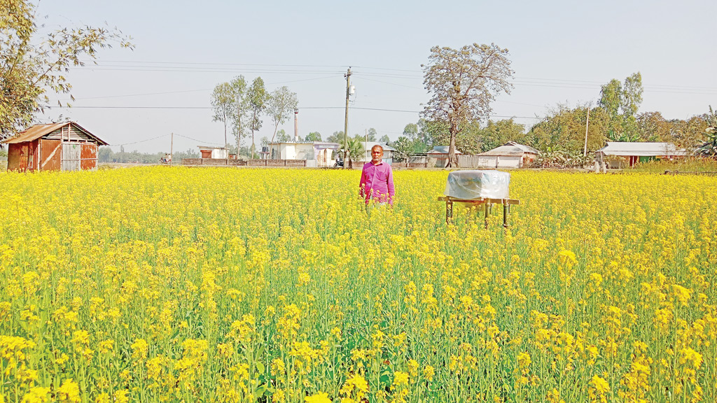 পরীক্ষামূলক মধু সংগ্রহ শুরু