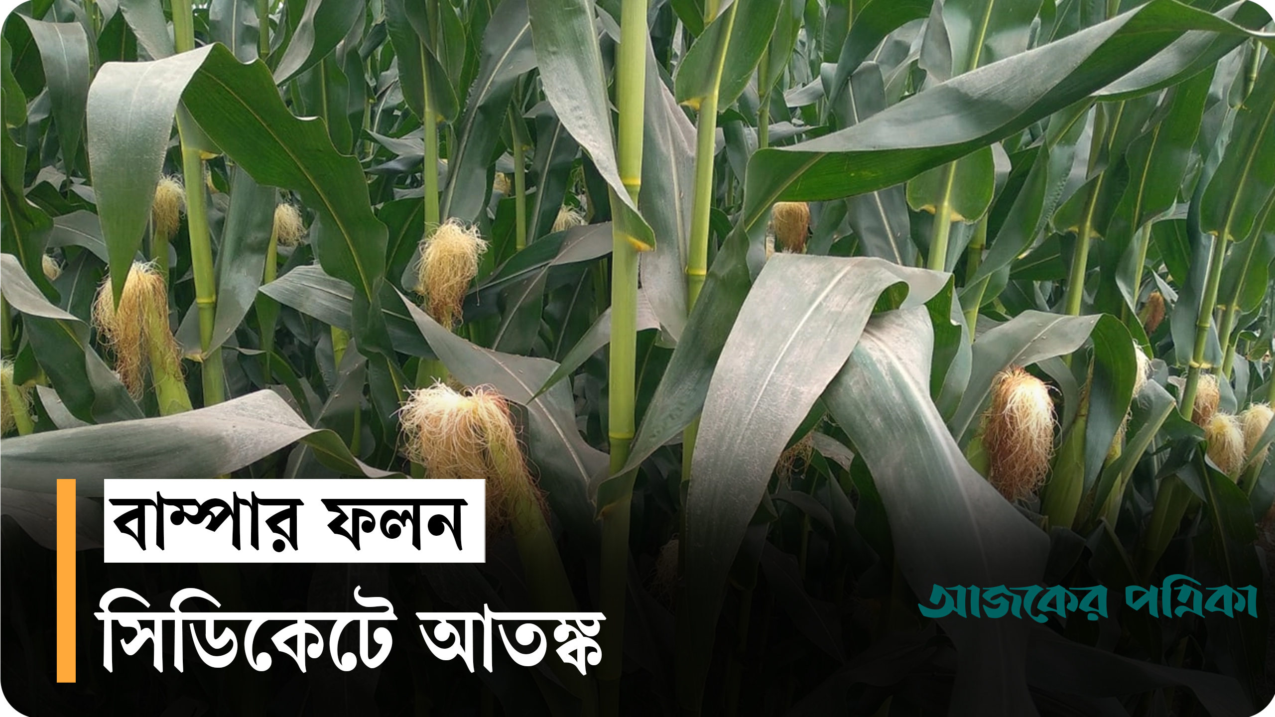 হাওরাঞ্চলে ভুট্টার বাম্পার ফলন, সিন্ডিকেটে কৃষকের আতঙ্ক