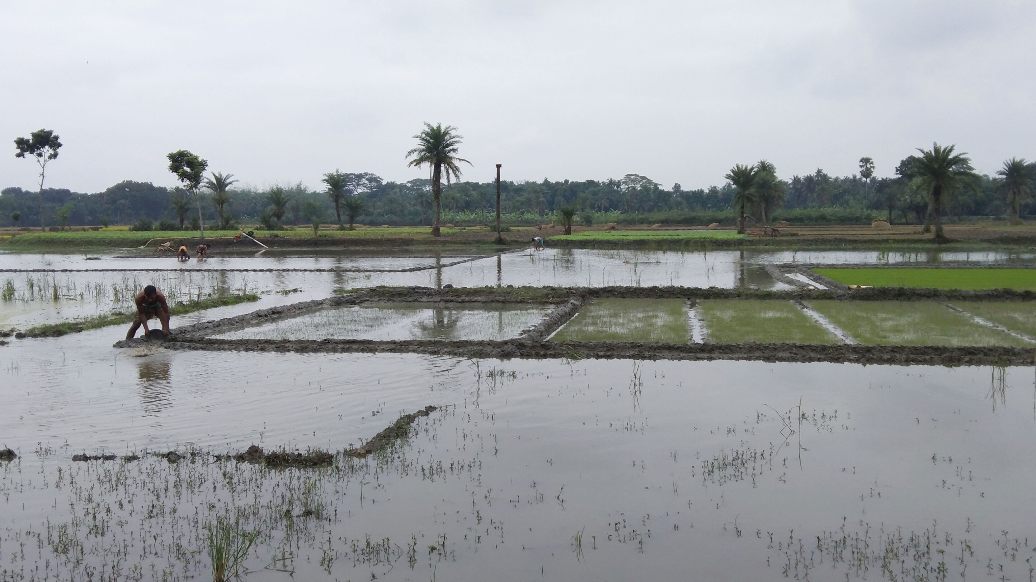 টানা বৃষ্টিতে নষ্ট হচ্ছে বোরো ধানের বীজতলা