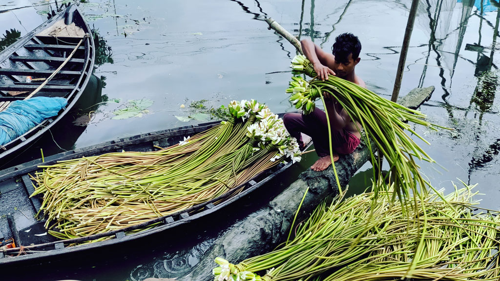 শাপলা বিক্রি করে ৬০০ পরিবারের জীবিকা নির্বাহ