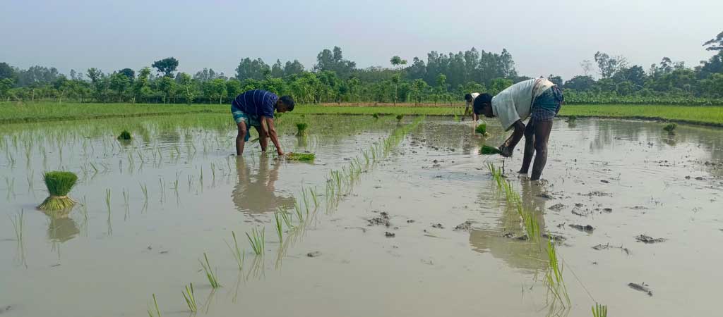 বোরো ধান কাটা শেষ। এখন আউশের জমি তৈরি ও ধানের চারা রোপণে ব্যস্ত চাষিরা। রায়পুরা উপজেলার মুছাপুর এলাকা থেকে তোলা, নরসিংদী, ৫ জুন ২০২৪। ছবি: হারুনূর রশিদ