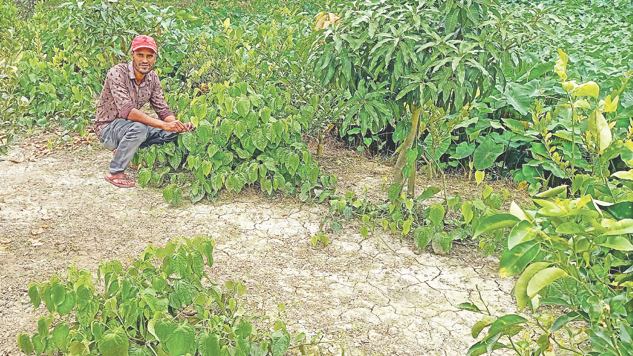 ডুমুরিয়ার চুই ঝালে মাতবে থাইল্যান্ডও