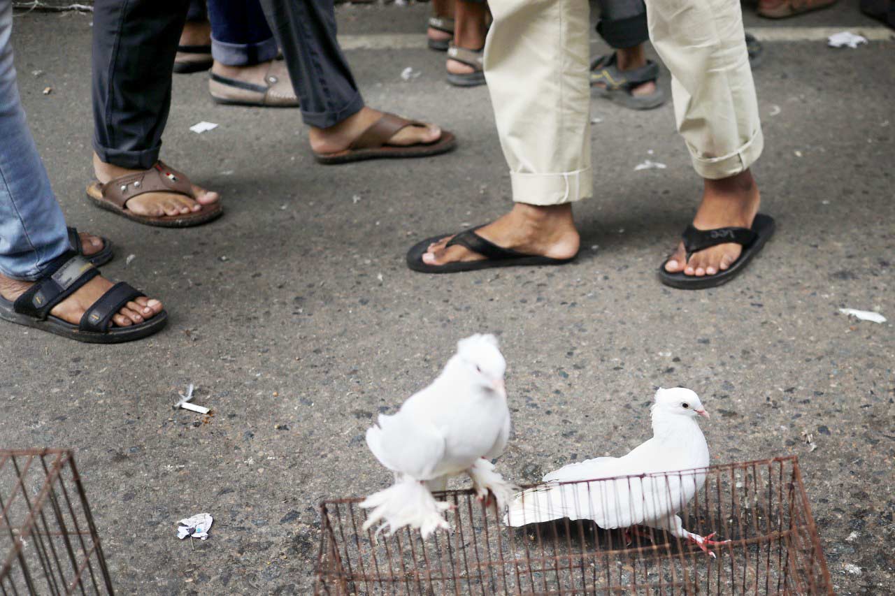 হাটে মুক্ত এক জোড়া কবুতর। ছবি: সৈয়দ মাহামুদুর রহমান
