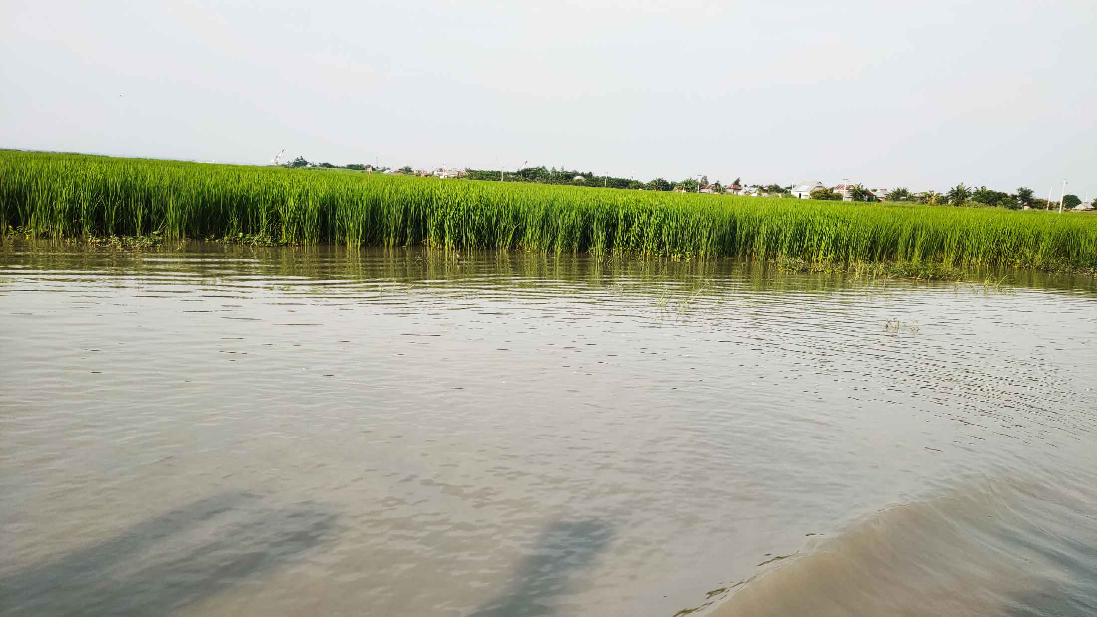 শরীয়তপুরে তলিয়ে গেছে সাড়ে ৩ হাজার হেক্টর জমির ফসল