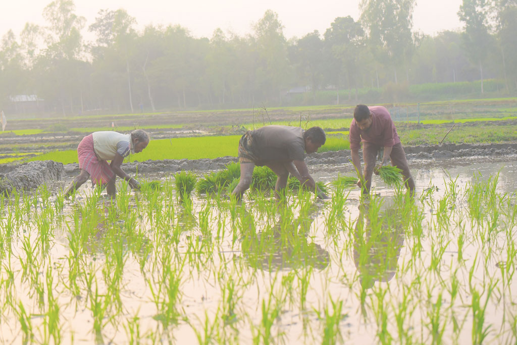 মৌসুমে আমন ধানের চারা লাগাতে ব্যস্ত রংপুরের চাষিরা। শীতকে উপেক্ষা করে জমিতে ধানের চারা লাগাতে নেমে পড়েছেন কয়েকজন কৃষক। হাজীরহাট, রংপুর। ০৯ জানুয়ারি, ২০২৩। ছবি: আব্দুর রহিম পায়েল