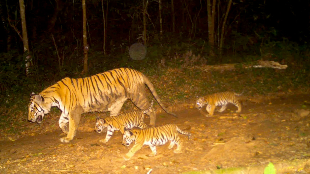 থাইল্যান্ডের এই অরণ্যে বাঘের সংখ্যা যেভাবে ৩ গুণ হলো