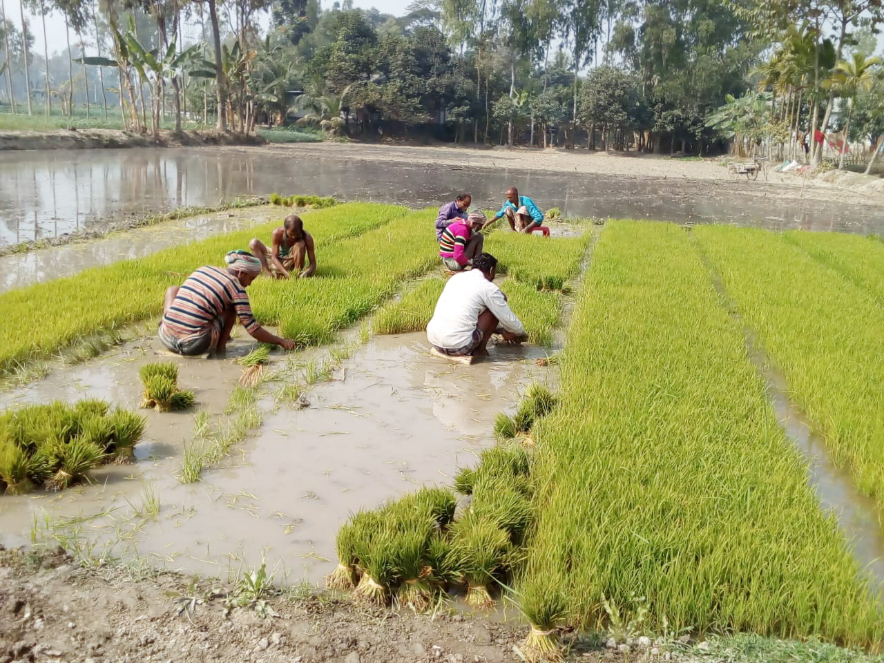 উন্নত মানের বীজ উৎপাদনে কাজ করছে বীজ খামার প্রকল্প। ধান, গম ও পাট বীজের নতুন জাত উৎপাদন ও সংরক্ষণ করে এরই মধ্যে এই প্রকল্পের সুফল পেতে শুরু করেছে এ অঞ্চলের কৃষকেরা। শিবগঞ্জ, বগুড়া, ৩১ জানুয়ারি, ২০২৩। ছবি: খালিদ হাসান