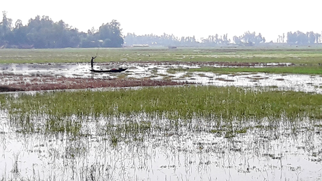 অসময়ের বৃষ্টিতে রবিশস্য নিয়ে দুশ্চিন্তায় চাষিরা