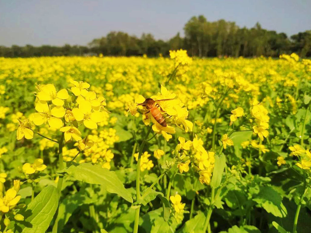 হলুদ সরিষা ফুলে সেজেছে প্রকৃতি। এই হলুদের রাজ্যে মধু আহরণ করতে এসেছে একটি বোলতা বা ছোট বল্লা। ঘিওর উপজেলার বালিয়াখোড়া ইউনিয়নের কাউটিয়ার একটি সরিষার খেত, মানিকগঞ্জ, ২৭ নভেম্বর ২০২৩। ছবি: আব্দুর রাজ্জাক