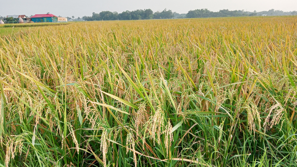 চৌদ্দগ্রামে দ্বিগুণ মজুরি দিয়েও মিলছে না ধান কাটার শ্রমিক