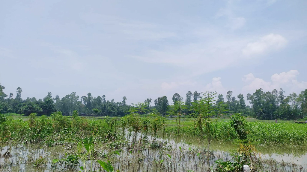 বন্যায় বিনষ্ট ফসল, ক্ষতি পোষাতে প্রণোদনা