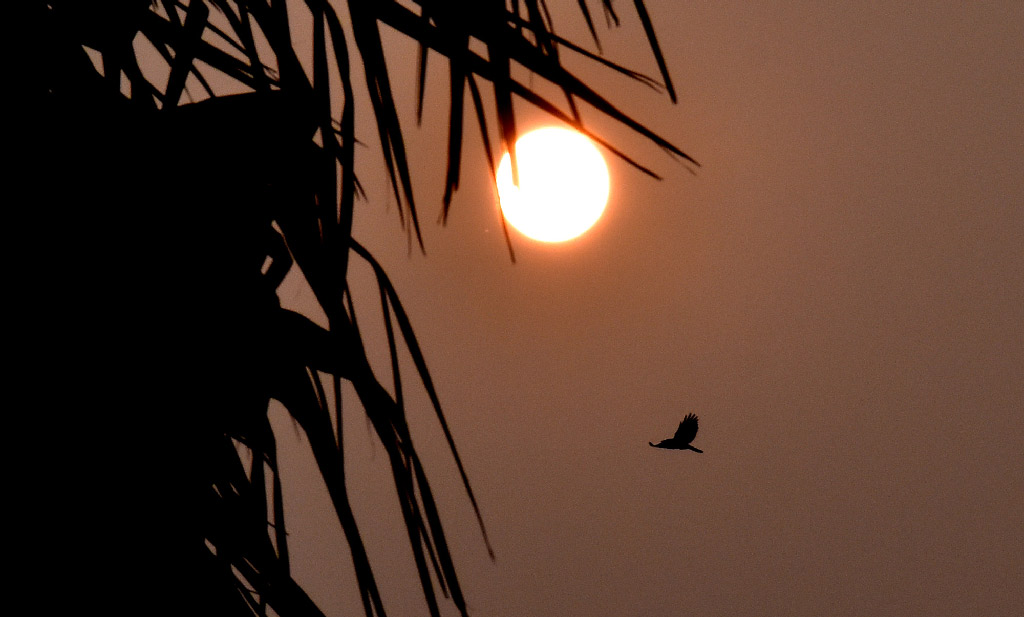 ২০২২ সালের শেষ সূর্যাস্ত। পাখিরা ফিরছে নীড়ে। ভদ্রা পার্ক, রাজশাহী। ছবি: মিলন শেখ