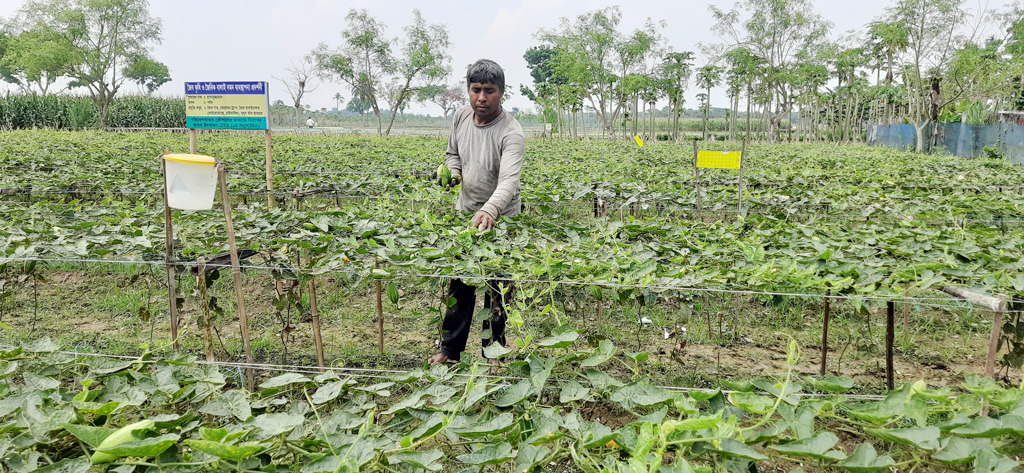 ঝিকরগাছায় ৫০০ কৃষকের বিষমুক্ত সবজি চাষ