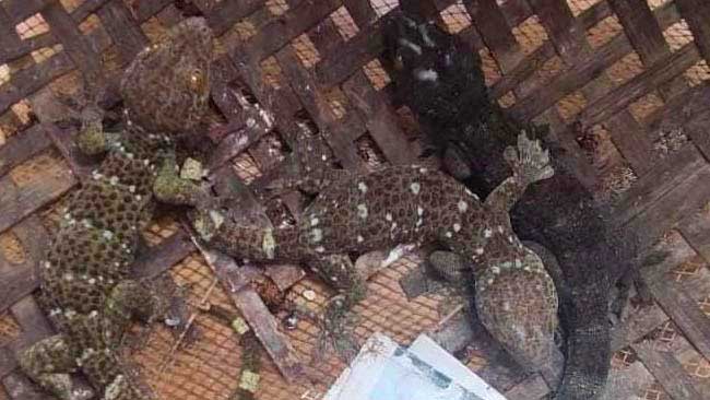 তিন তক্ষক উদ্ধার  একজন গ্রেপ্তার