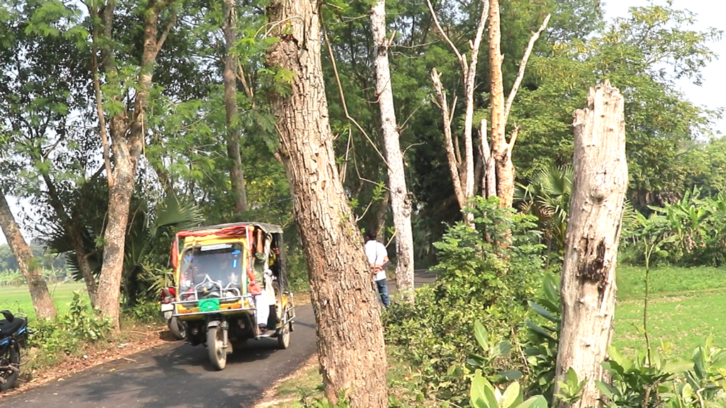 শুকিয়ে যাওয়া শতাধিক গাছ এখন পথচারীদের দুশ্চিন্তার কারণ