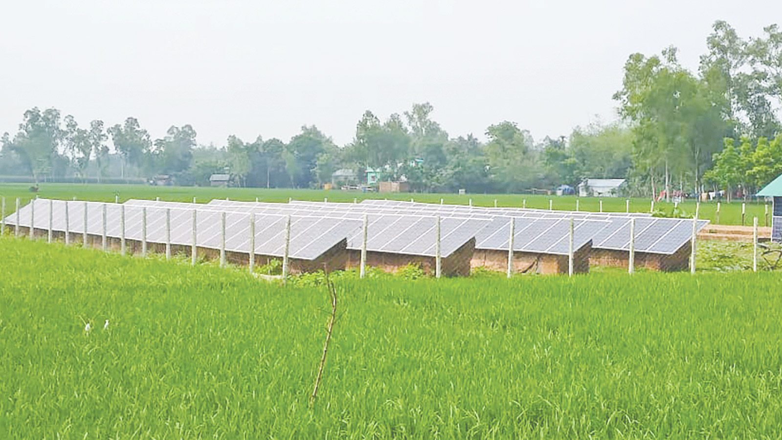 কৃষকের ভরসা সোলার সেচপাম্প