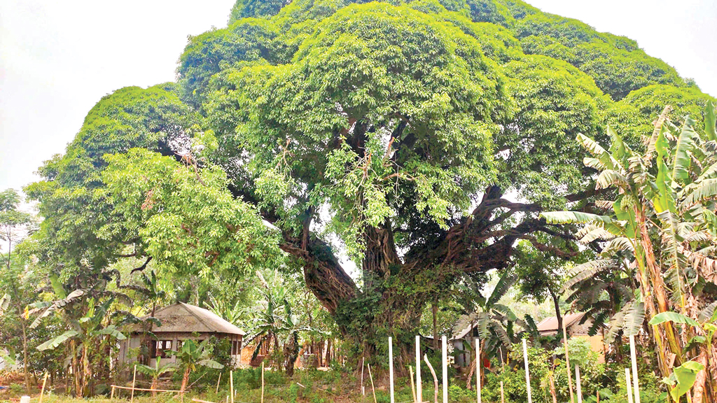 শত বছর ধরে ঠায় দাঁড়িয়ে নাম না জানা গাছটি