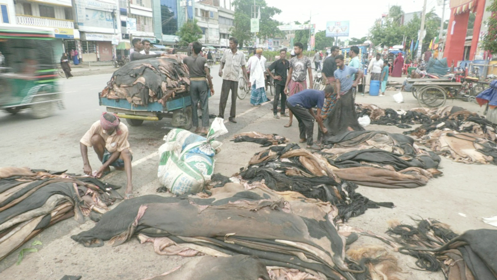 ন্যায্যমূল্য না পেলে চামড়া ভারতে পাচারের শঙ্কা, সতর্ক অবস্থানে বিজিবি