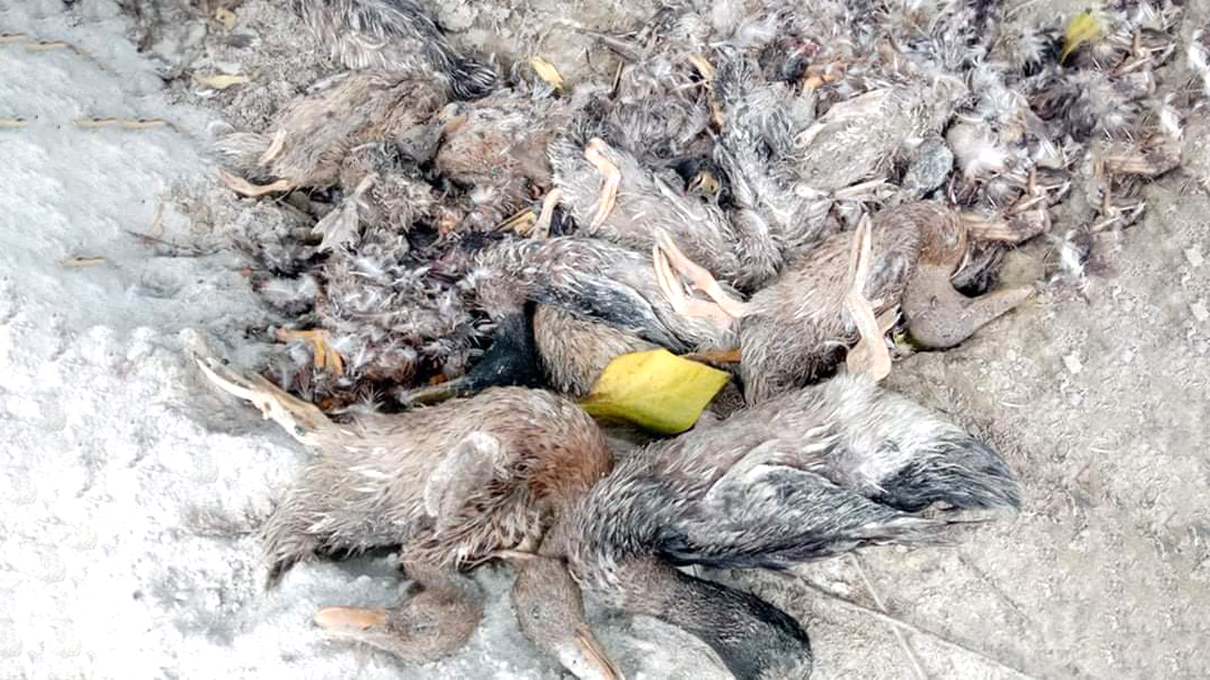কয়েক ঘণ্টার ব্যবধানে ৮০০ হাঁসের মৃত্যু, দিশেহারা খামারি