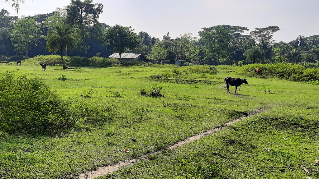 বিশ্ব ঐতিহ্য এখন গোচারণ ভূমি