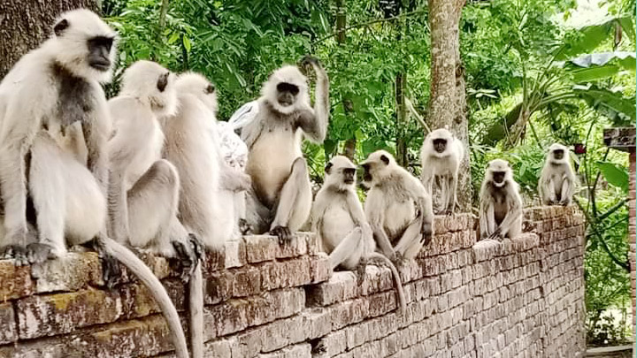 খাদ্যের খোঁজে লোকালয়ে হনুমানের দল