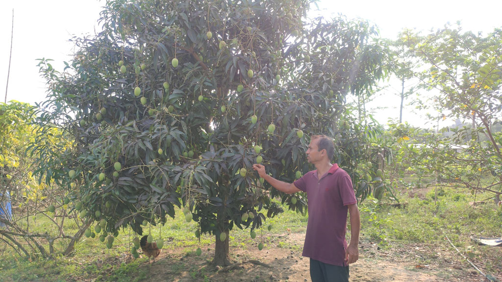 তরুপল্লবে ২২ জাতের আম, বিনা মূল্যে পায় অসুস্থ ও শিশুরা