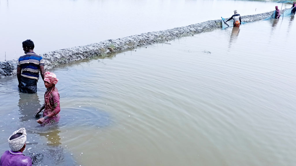 পাইকগাছায় ‘আদালতের নিষেধাজ্ঞা না মেনে’ বাঁধ দিয়ে মাছেরঘের দখলচেষ্টার অভিযোগ 